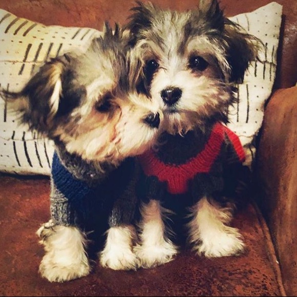 Alpaca 🦙 Dog Sweater XS - Picture 8 of 8